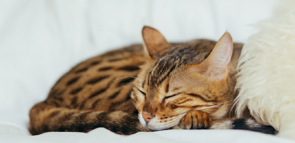 Come dormire bene: 7 consigli pratici antistress
